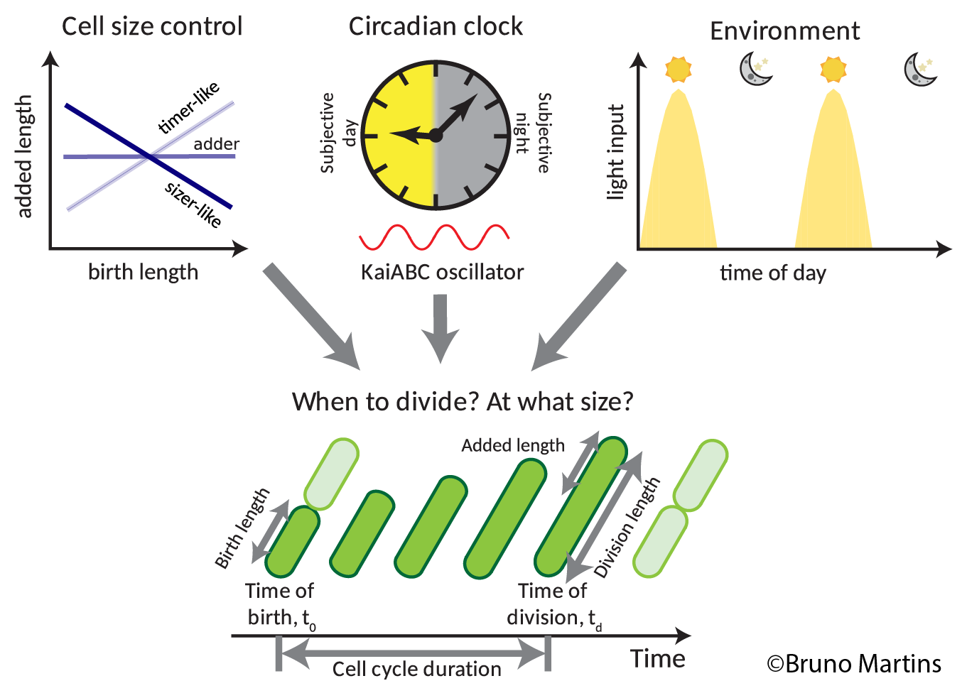 Circadian cell division diagram