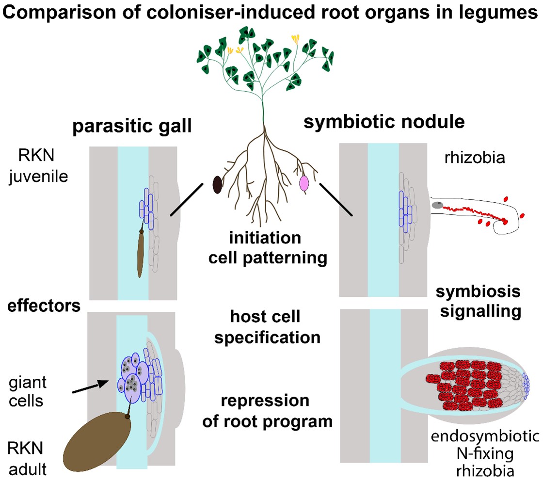 Common and distinct pathways are recruited during the formation of parasitic root galls and symbiotic nodules.