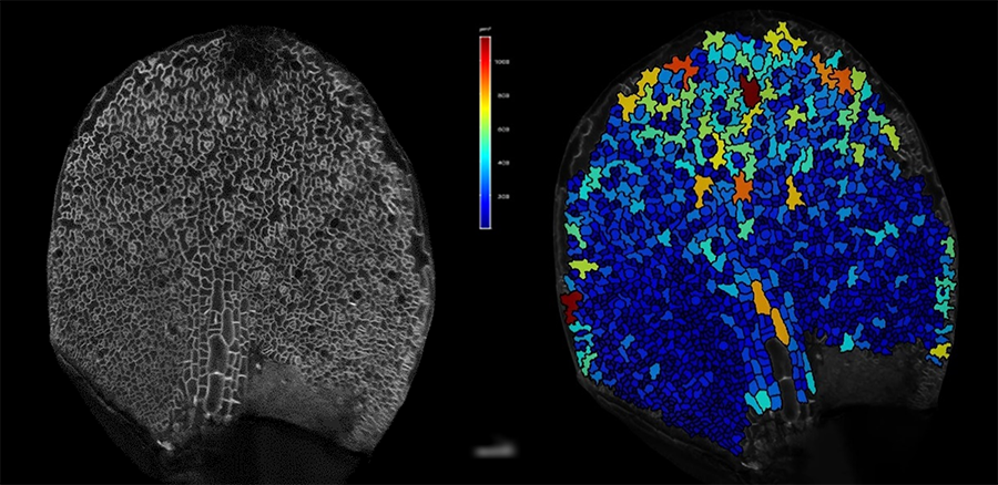 Confocal image of a young developing Arabidopsis leaf (left) showing a gradient of  divinding and expanding cells along the promixal-distal and medio-lateral growth axis.