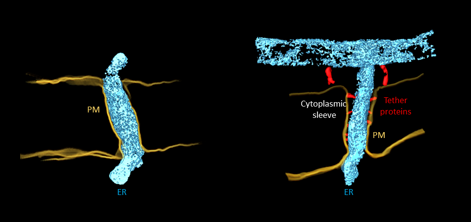 Type I plasmodesmata (left) with closely apposed endoplasmic reticulum (ER) and plasma membrane (PM), and no obvious cytoplasmic sleeve. Type II plasmodesmata (right) with ER and PM spaced by tether proteins and visible cytoplasmic sleeve. Type II plasmod