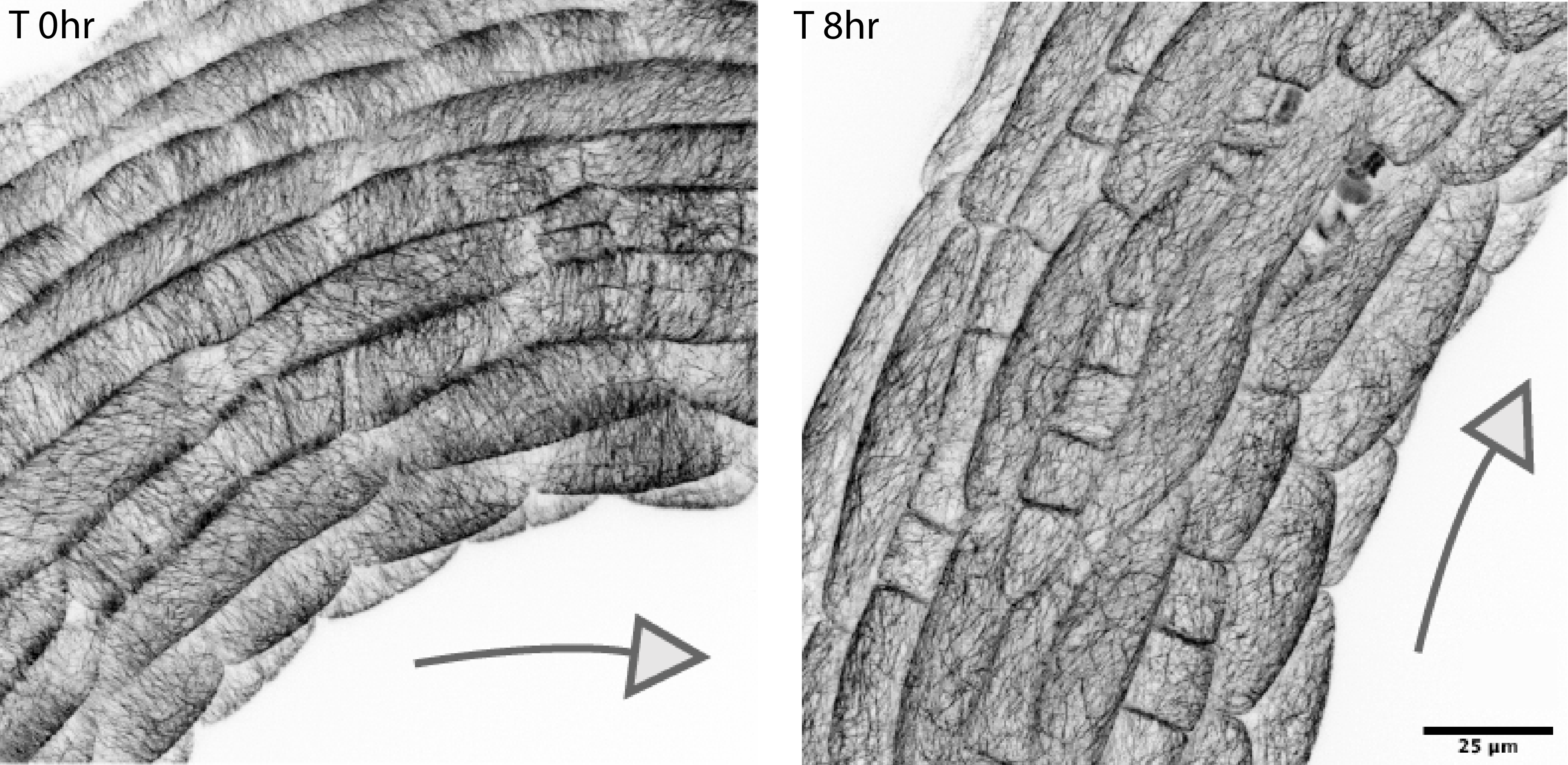 Cortical MT (CMT) orientations during apical hook opening.