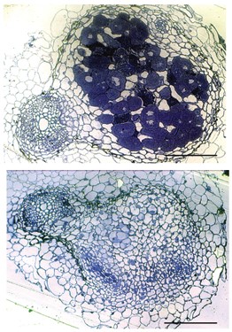 Cross sections of nodules containing nitrogen-fixing bacteria (top panel, dark blue staining) and a spontaneously induced nodule that lacks nitrogen-fixing bacteria.