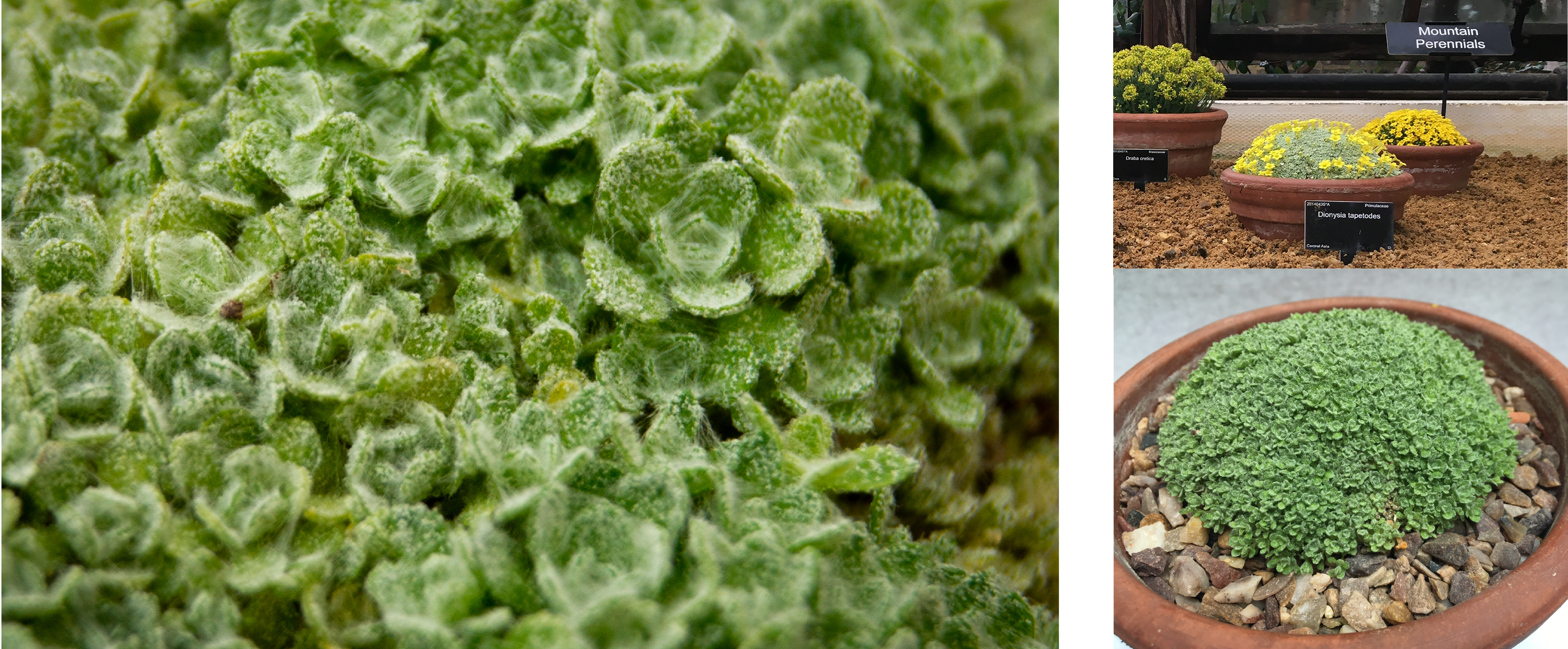 Dionysia tapetodes: An alpine plant in the primula family with yellow flowers and with leaves covered in woolly farina.