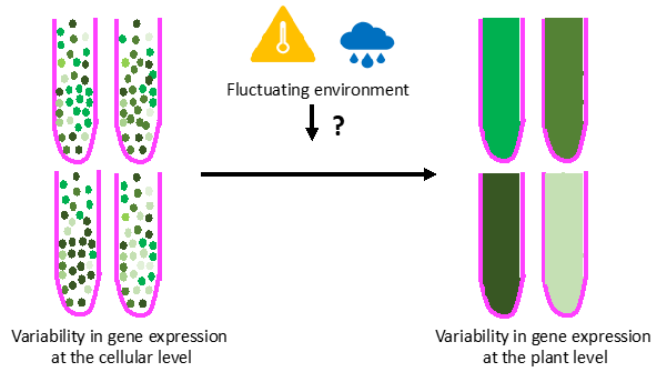 Dissecting the effect of environmental stress on the intercellular and inter-individual variability in Arabidopsis. Image by Rituparna Goswami.