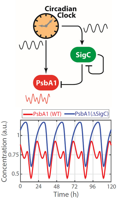 Downstream targets of the cyanobacterial circadian clock can double their frequency from one peak to two peaks every 24 hours through an oscillatory incoherent feedforward loop circuit.