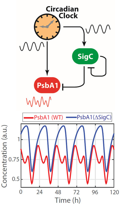 Downstream targets of the cyanobacterial circadian clock can double their frequency from one peak to two peaks every 24 hours through an oscillatory incoherent feedforward loop circuit.