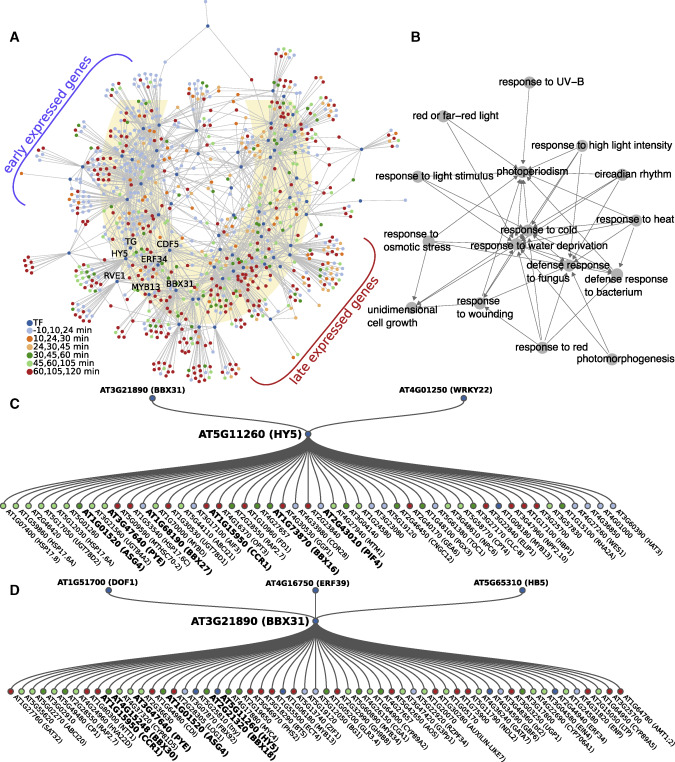 A graphical representation of the complete early morning gene-regulatory network