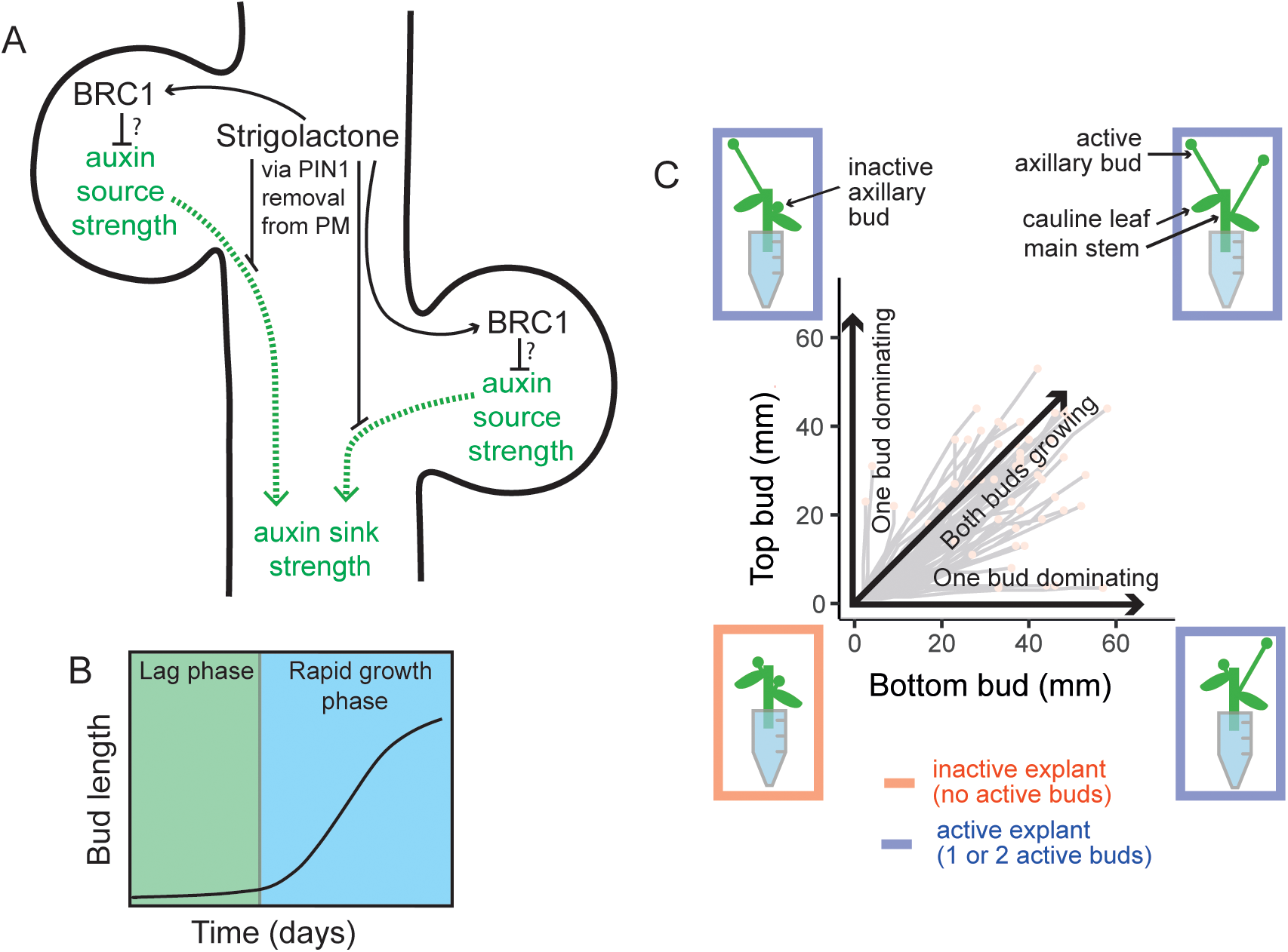  A stem segment with two axillary buds illustrates two regulatory hubs controlling shoot branching (i) local expression of the transcription factor BRC1, a repressor of bud activation, and (ii) systemic regulation of the auxin transport network.