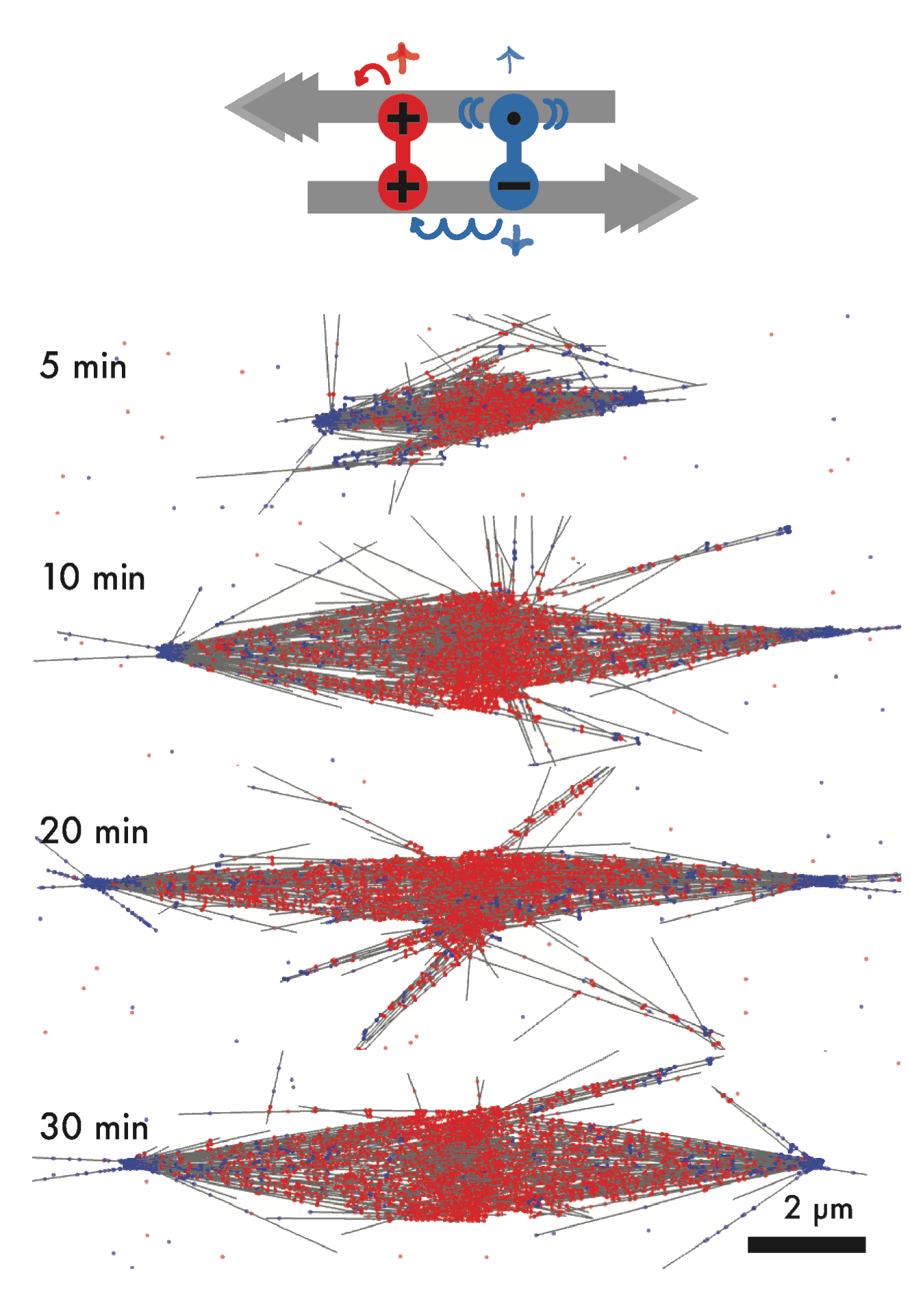 Kinesin-5 and dynein/diffusive-NuMA robustly organize bipolar spindles.