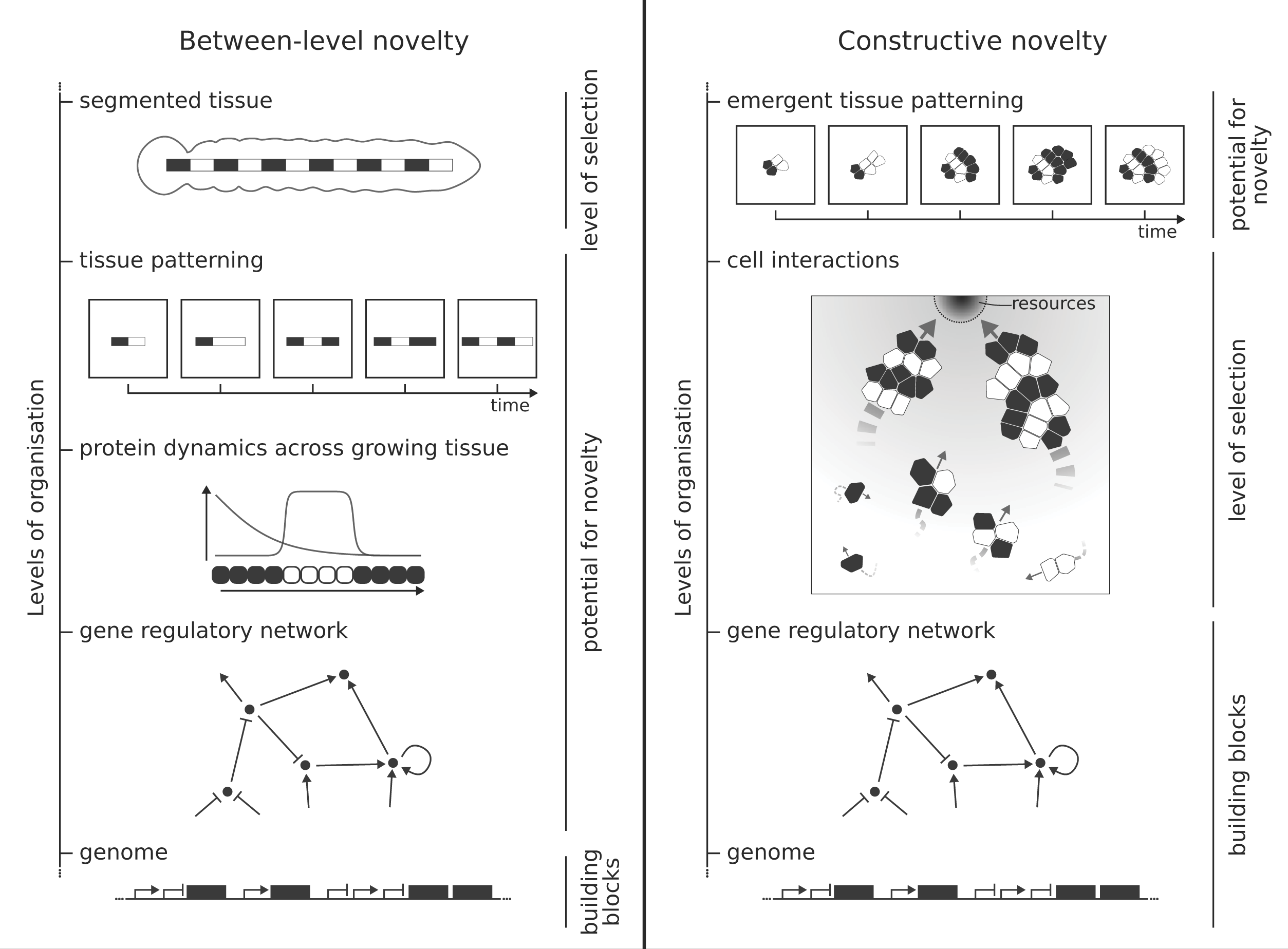 Graphic shows two forms of evolutionary novelty in computational models.