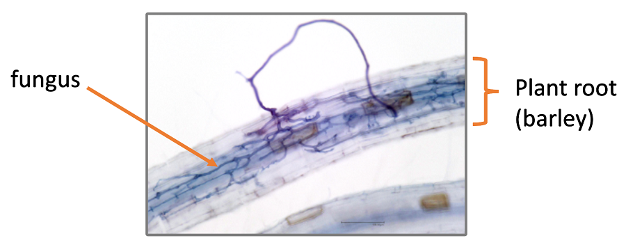 Fungus growing in barley root