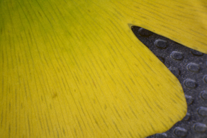 Close-up of a part of a Ginkgo leaf showing the striated venation pattern