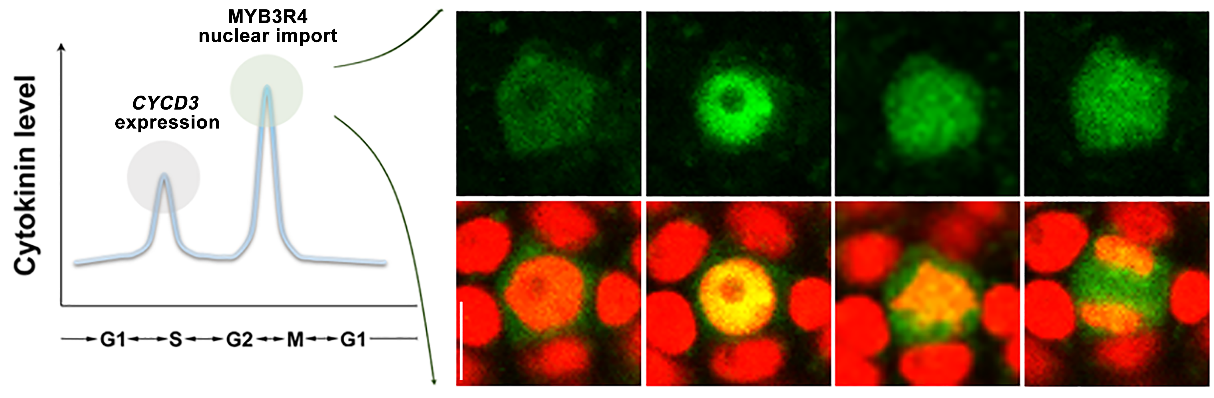 Graph showing that a peak of cytokinin levels promotes MYB3R4 nuclear re-localisation at G2/M transition of the cell cycle. Only when inside the nucleus can MYB3R4 activate its target cell cycle gene expression. Graphic and image by Weibing Yang.