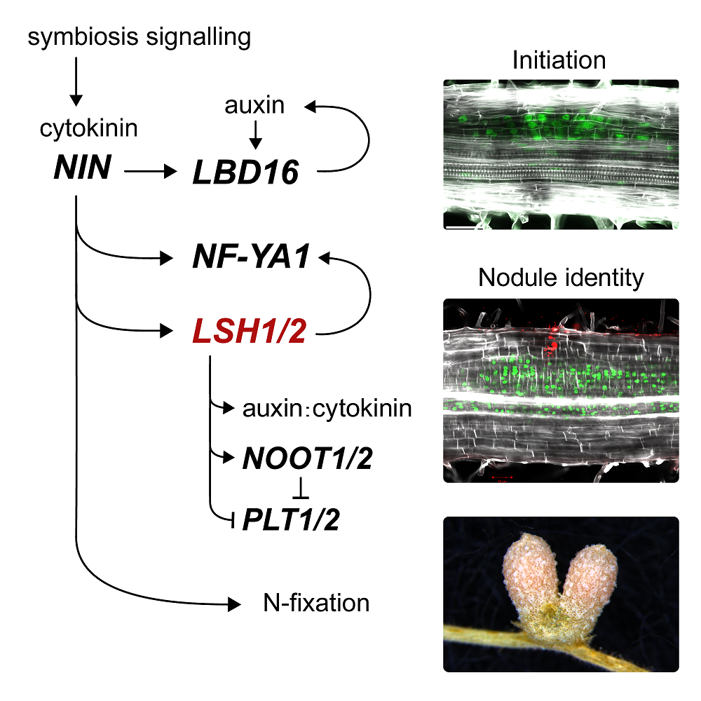 Graphical Abstract: Light-sensitive short hypocotyl genes confer symbiotic nodule identity in the legume Medicago truncatula