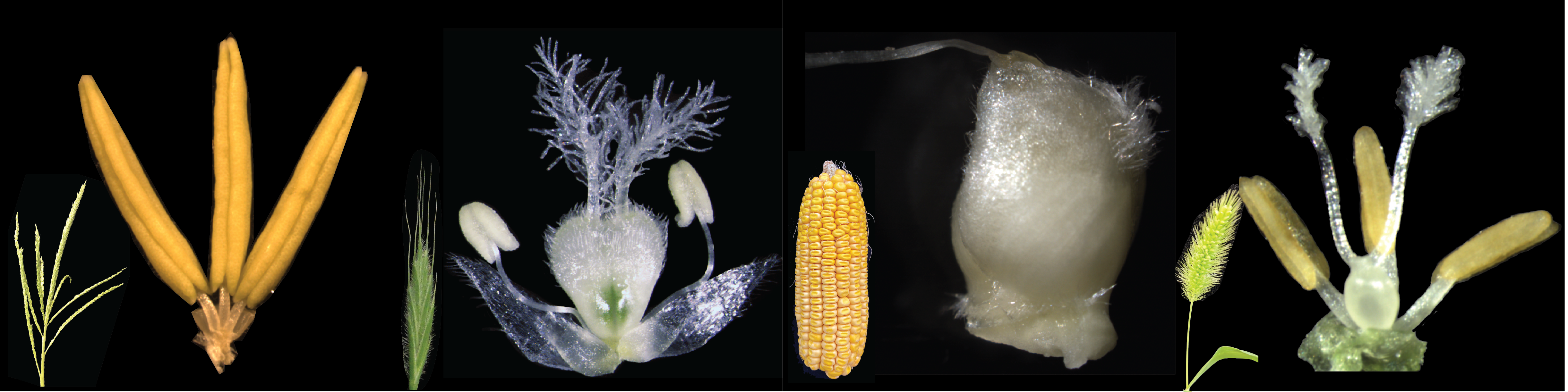 The diversity in form and function of grass flowers can contribute to grass survival success and grain yield. Image by Madelaine Bartlett.