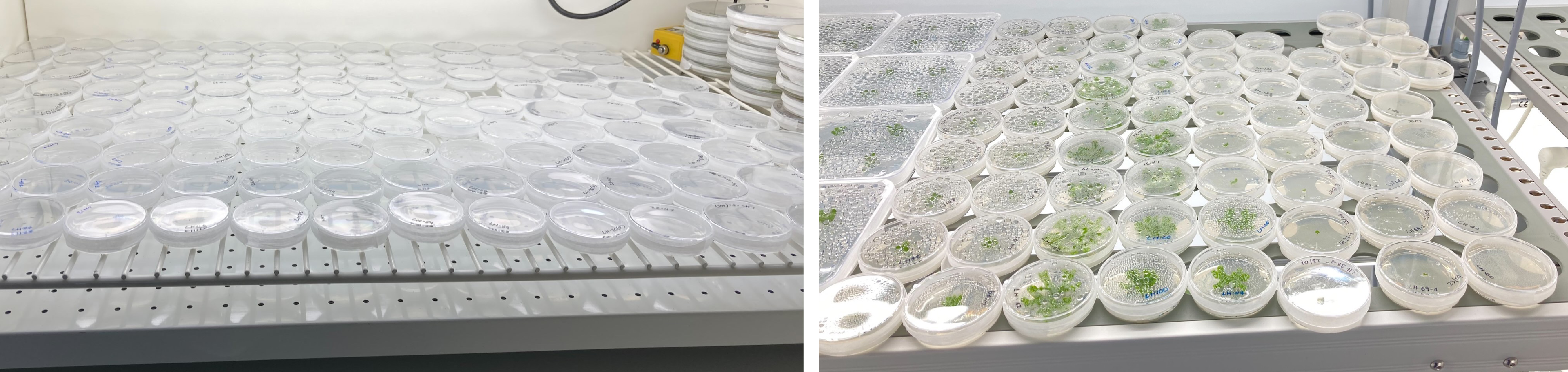 Great British Liverwort Hunt - Lunularia on left and Marchantia on right growing on plates in growth chamber