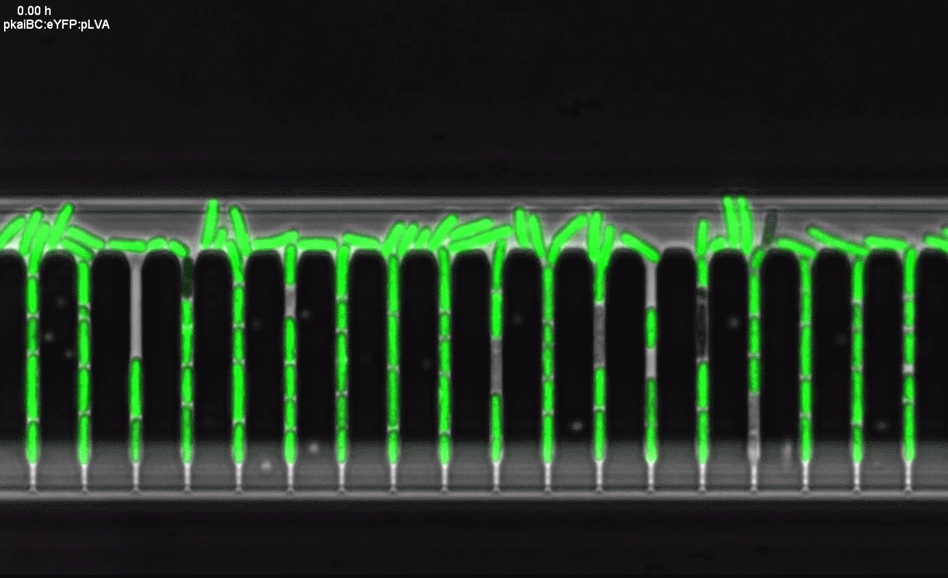 A time-lapse movie of a WT cyanobacteria strain in a Green Mother Machine. The strain expresses a pkaiBC:eYFP:fsLVA transcriptional reporter (shown in green), which displays circadian oscillations. Cells are entrained in the chip. Credit: Sasha Eremina.