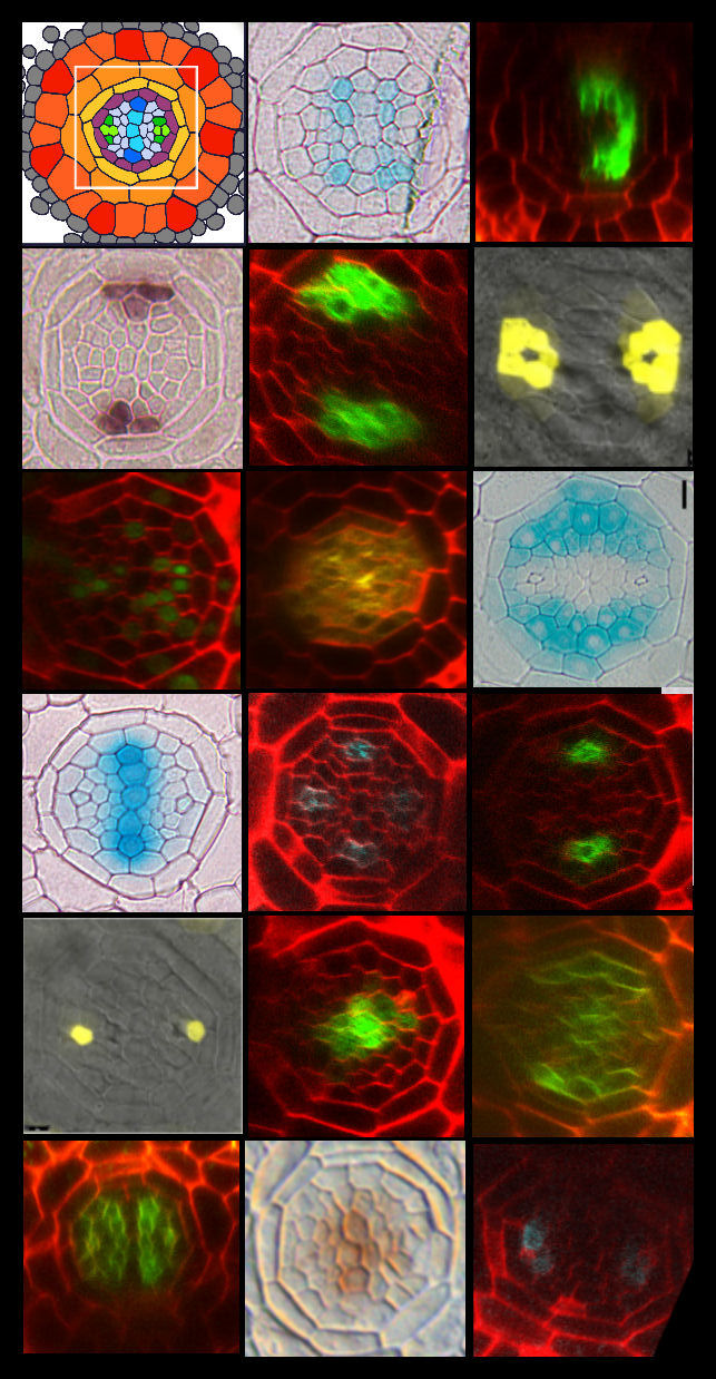 This figure presents some of the various markers used in our research.  The first panel is a graphical illustration of the various cell types within the Arabidopsis thaliana primary root. The following images are optical, plastic and paraffin cross sectio