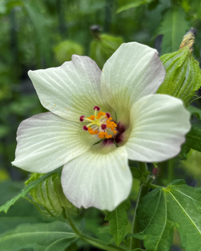 Picture showing a Hibiscus Richardsonii flower with white petals, and some leaves around the edges