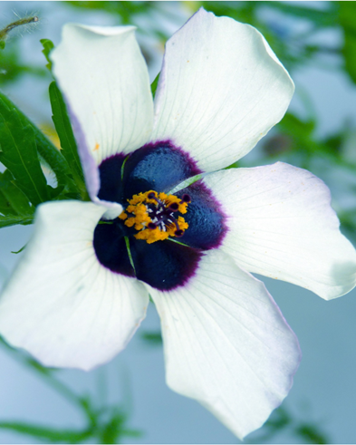 Picture showing a Hibiscus Richardsonii flower, with white petals and a dark purple bullseye in the centre
