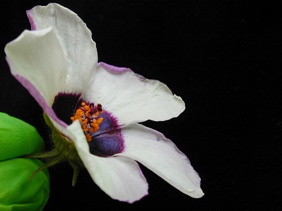 Mature Hibiscus flower – striations appear on the purple bulls-eye region of the surface of the petals. Image by Chiara Airoldi.