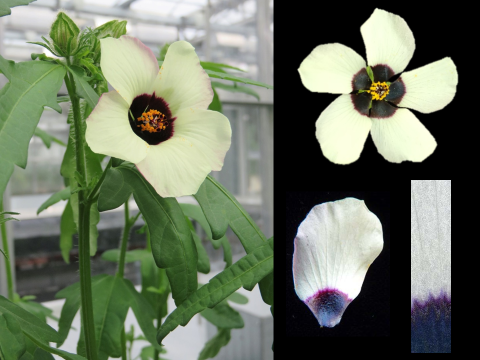 Venice Mallow, also called Flower-of-an-hour (Hibiscus trionum) was selected by Edwige Moyroud as a new model plant for studying petal pattern development. Native to Australia, H. trionum also now occurs in gardens and has become naturalised in some regio