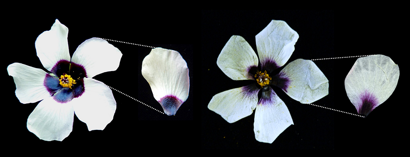 Hibiscus trionum wild type and transgenic line petal bullseye boundaries. Image by Emily Chan.