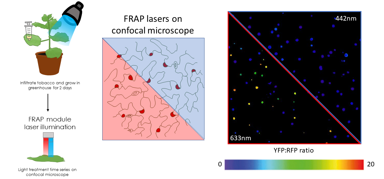 Highlighter provides target gene control at cellular resolution