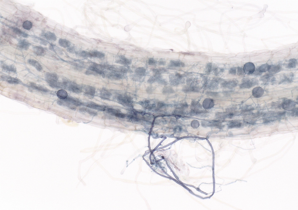 Root of Nicotiana benthamiana colonised by Rhizophagus irregularis (stained blue). Image by Edwige Berthelot.
