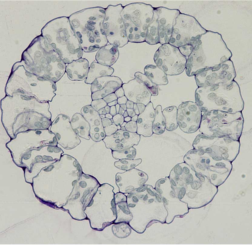 Intercellular air spaces within the leaf of aquatic carnivorous plant Utricularia gibba