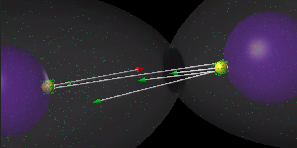 Simulation of karyogamy, the process by which two nuclei (purple) meet to eventually fuse. The movement of the nuclei towards each other is driven by motors walking on the microtubules (white). Copyright Francois Nedelec