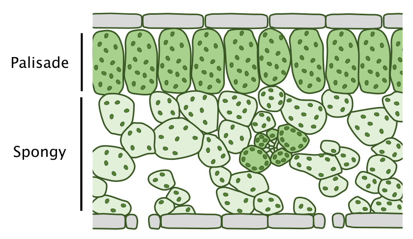 Leaf cross-section diagram showing location of palisade and spongy mesophyll cells. Graphic by Chris Whitewoods.