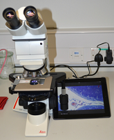 Leica DM1000 phase-contrast microscope