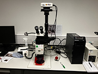 Leica M165C Stereofluorescence microscope