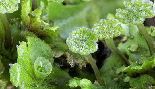 Liverwort close-up