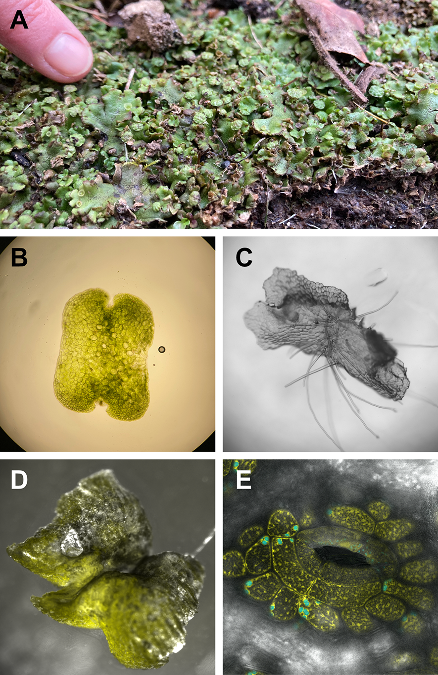 Marchantia polymorpha on different scales. Images by Darius Kosmützky.