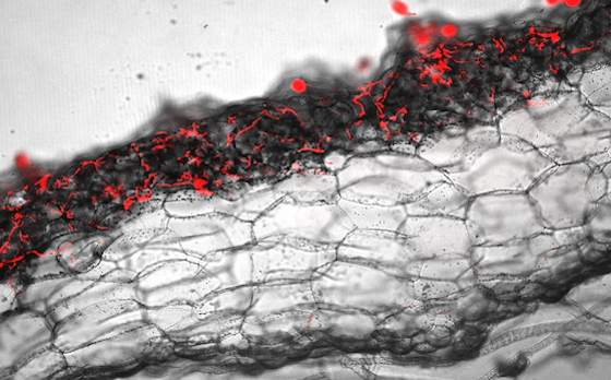 Cut through Marchantia thallus to reveal that the pathogen is limited to the top photosynthetic layer