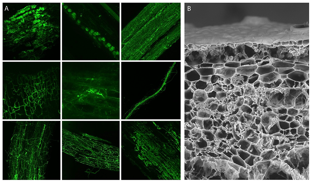 (left) fungal hyphae stained with chitin-binding fluorescent probe (FITC-WGA, in green) and (right) liverwort Marchantia paleacea colonised by the mycorrhizal fungus Funneliformis mosseae