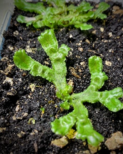Picture showing a flat, green Marchantia polymorpha plant in soil