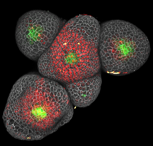 Meristem-3a-Benoit-Landrein.png