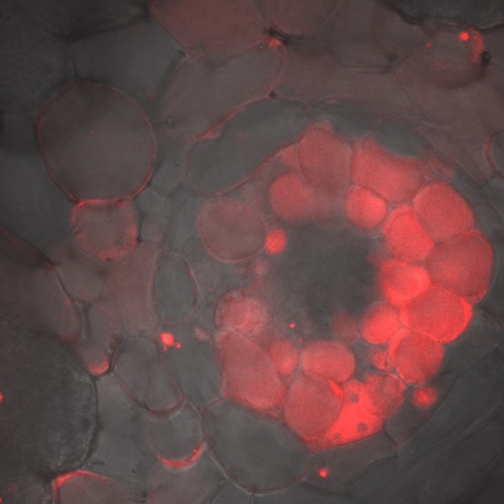 Micropeptide expression in nodule vascular bundles. Image by Nadia Radzman.