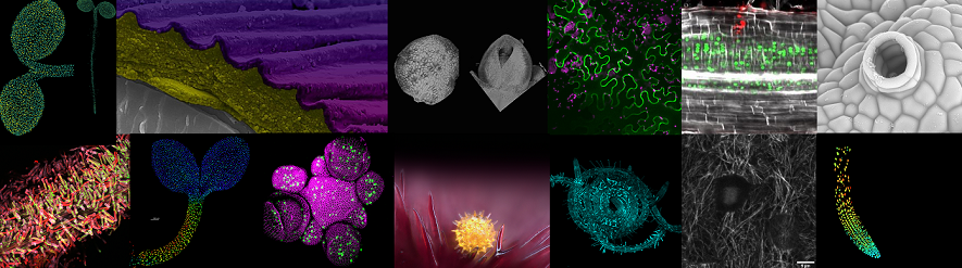 Montage of images of plants taken by different microscopes, including confocal, scanning electron and light.
