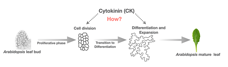 Graphic illustrating the research focus of Neha Bhatia's team, which is studying how cytokinin impacts cell division and cell differentiation and expansion in Arabidopsis leaf development.