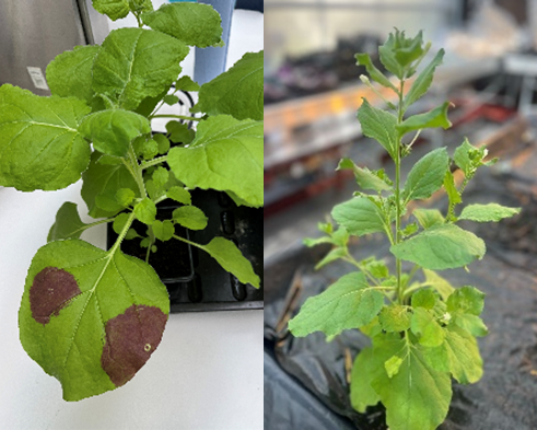 Picture showing two Nicotiana Benthamiana plants in soil, one showing brown patches on a leaf
