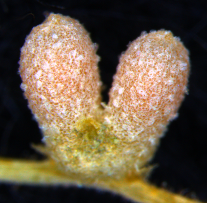 Nodules on the roots of the legume Medicago truncatula, which provide a home for symbiotic nitrogen-fixing bacteria called rhizobia. Image by Katharina Schiessl.