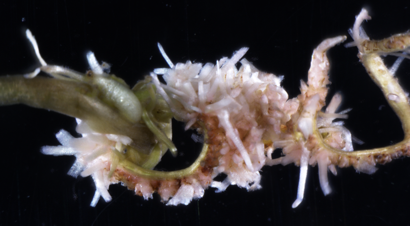 Nodule-like structure inductions by an overexpression of the rhizobia effector ErnA (effector require for nodulation -A) in Aeschynomene indica roots.