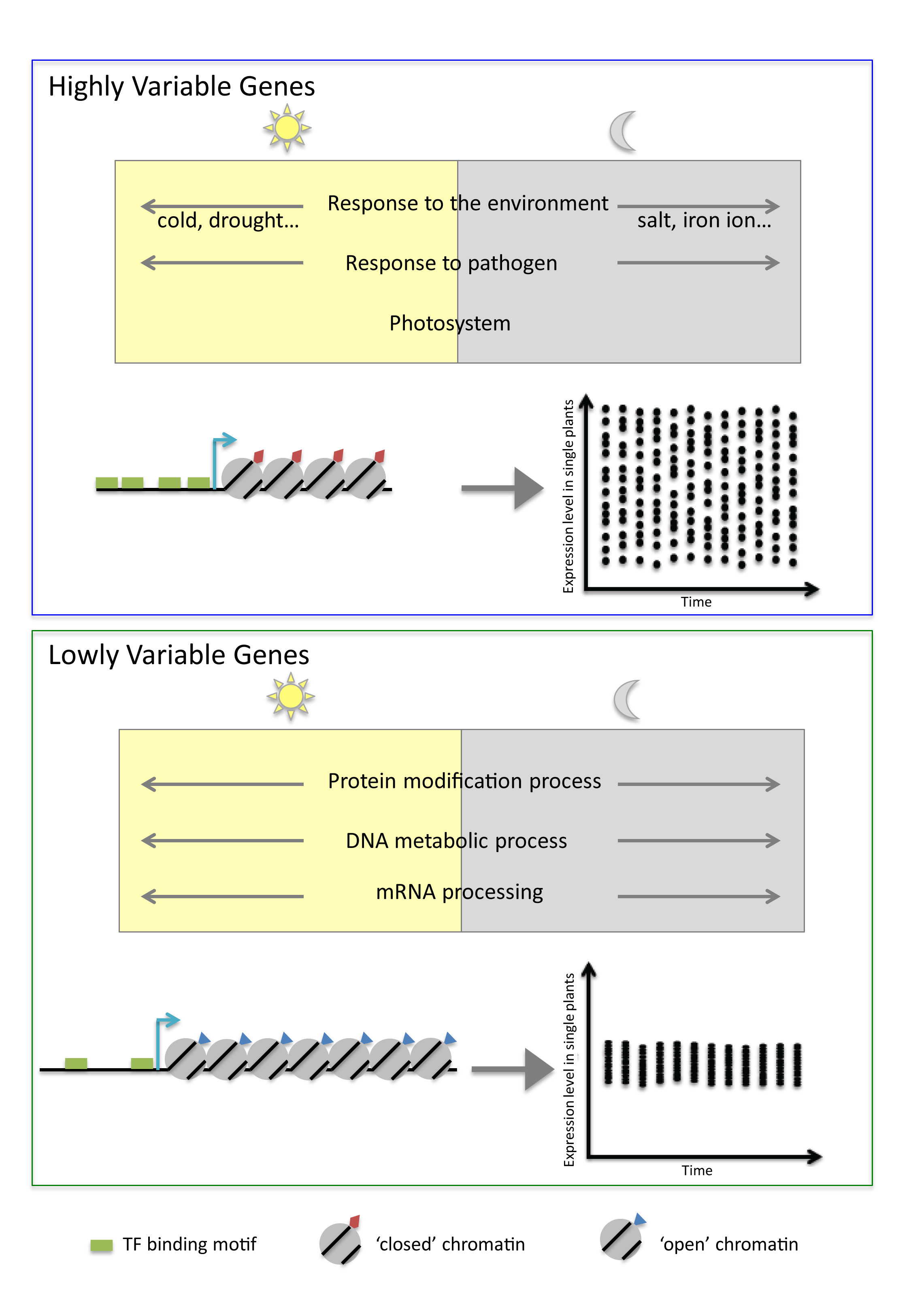 Noisy genes summary figure (Sandra Cortijo) 2