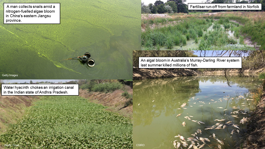 Three photos of algal blooms in India, Norfolk, Australia and China caused by fertiliser run-off.