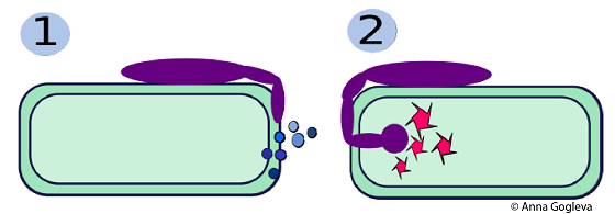 Pathogen-infection-Anna-Gogleva