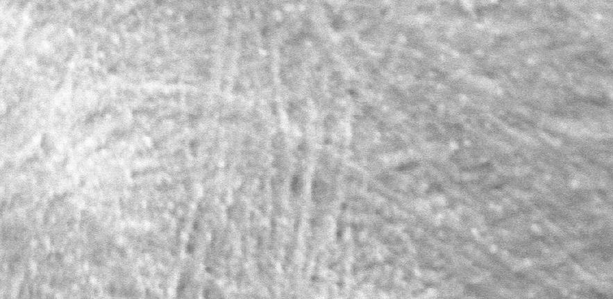 Pectin nanofilments as seen under the Sainsbury Laboratory cryo-SEM microscope.